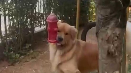 Reprodução Redes Sociais