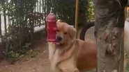 Reprodução Redes Sociais