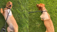 @pippas.journey/Reprodução/TikToK