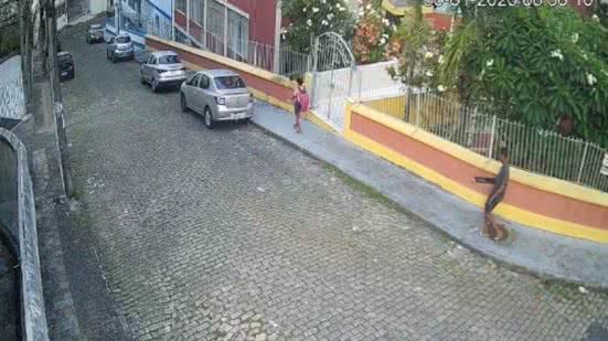 Divulgação