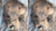 Reprodução | Instagram | @policiacivil_rj