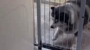 Imagem VÍDEO: Husky siberiano protagoniza cena inusitada em embate com máquina de lavar