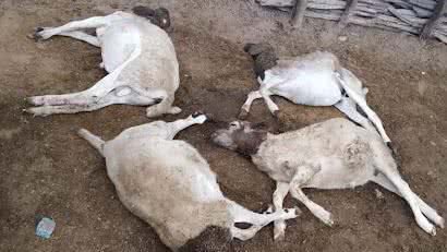 Imagem Terceiro ataque de cães em menos de cinco dias mata quatro ovelhas no Território do Sisal