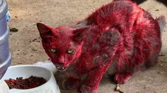 Reprodução/Facebook(League City Animal Care)