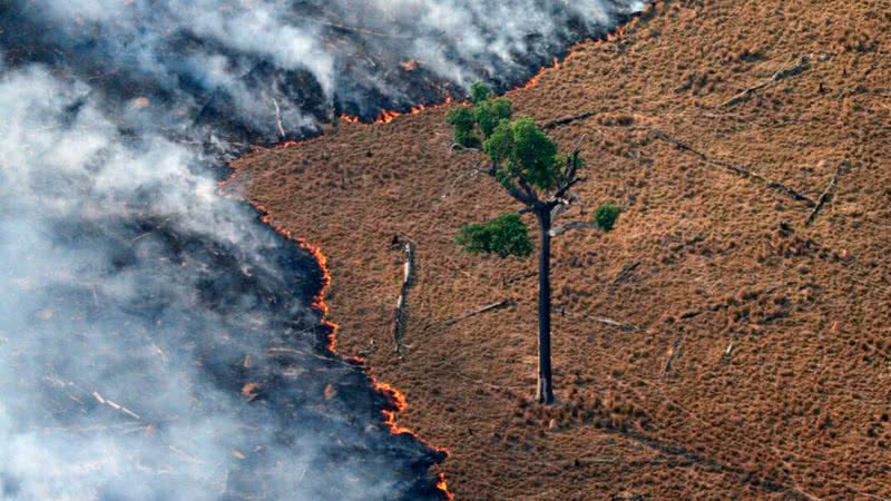 Rodrigo Baleia - Greenpeace