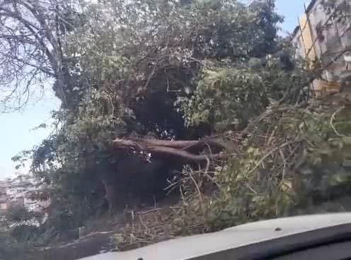 Segundo a população local, existem também outras árvores, principalmente mangueiras antigas, com risco de queda nessa área verde - Vídeo de moradores