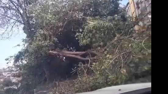 Segundo a população local, existem também outras árvores, principalmente mangueiras antigas, com risco de queda nessa área verde - Vídeo de moradores