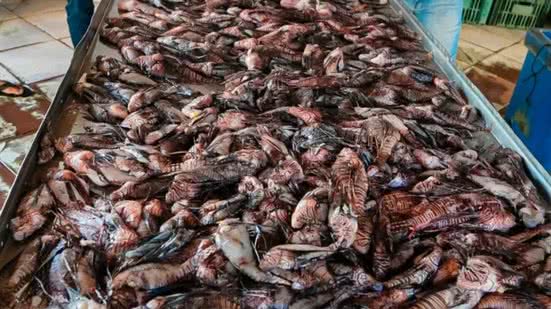 A preocupação da prefeitura é que o aumento dos peixes interfira negativamente na atividade dos pescadores - Semac/Divulgação