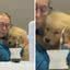 Golden retriever diverte internautas com teimosia: \u0022Mimosa\u0022