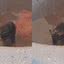 Ratinho é flagrado tomando banho em tanque de lavar roupa e surpreende moradores