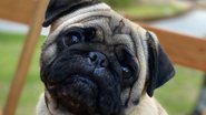 Reprodução/Instagram (@ap0l0pug)