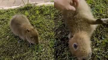 Reprodução/TikTok @the.diegomoraes