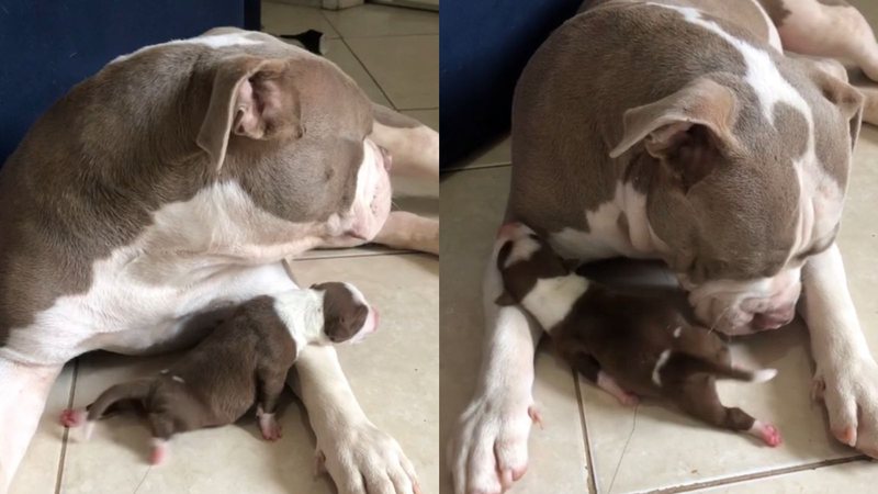 Reprodução/TikTok @amoraeapollo