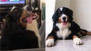 Reprodução/TikTok @bruce.o.bernese