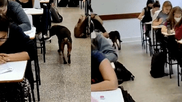 Reprodução/TikTok @leonardo.vet