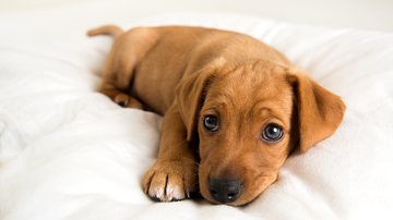 Imagem Vídeo fofo: Homem faz relato emocionado de como cachorro mudou sua vida e incentiva a adoção