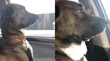 Imagem Cachorro fica indignado após ida ao dentista; veja vídeo