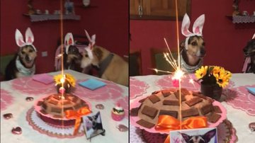Imagem Cachorrinha convida “amigos educados” para sua festa e momento viraliza; assista