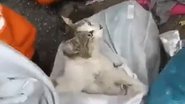 Reprodução/Twitter