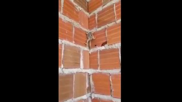 Reprodução/Vídeo