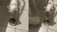 Reprodução/TikTok @plucasw