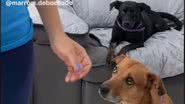 Reprodução// TikTok @marrom.debochado