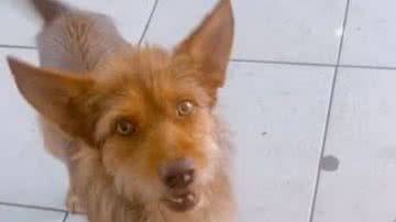 Reprodução// TikTok @brunadaanielle