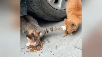 Reprodução/TikTok @cat_manta