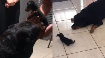 Reprodução/TikTok @catslove991