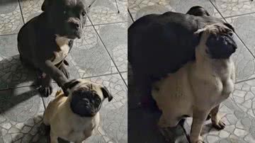 Reprodução/TikTok @jamileyatim