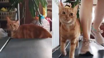 Reprodução/TikTok @sushilorena