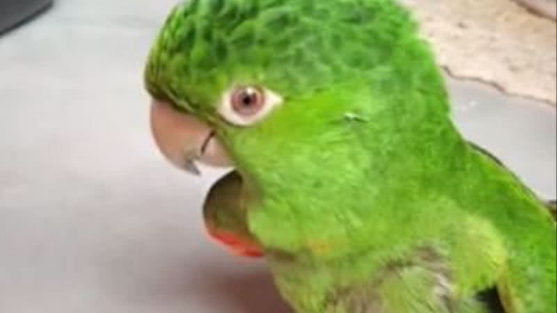 Reprodução// TikTok @lipo_maritaca