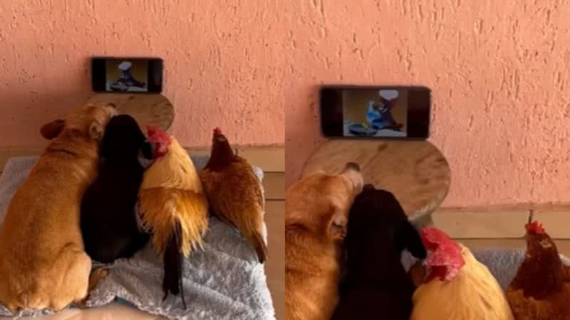 Reprodução / Vídeo