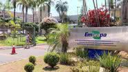 Divulgação / Embrapa