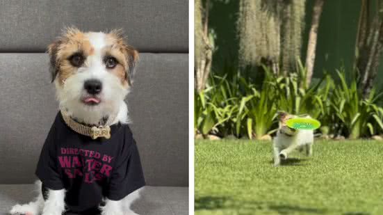 Reprodução/ Instagram/ Suri Doguinha
