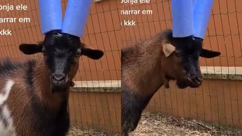 Reprodução/TikTok @joanicosfarm