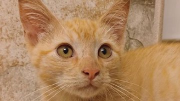 Reprodução / Instagram @spcaofwakecounty