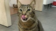 Reprodução / Instagram @miaw.gatos