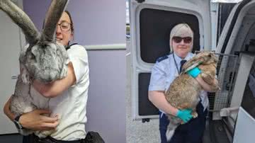 Divulgação // RSPCA