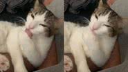 Reprodução/TikTok @gatinhos.mimados