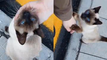 Reprodução/TikTok @mewfensy
