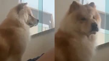 Reprodução/TikTok