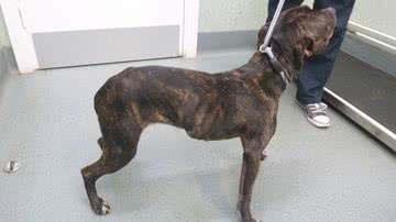Divulgação/RSPCA