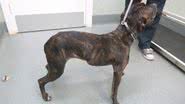 Divulgação/RSPCA