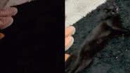Reprodução// TikTok @paulabatista2707