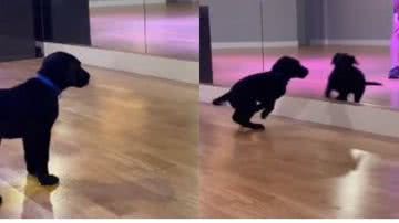 Reprodução/TikTok @belinha_pitmonster