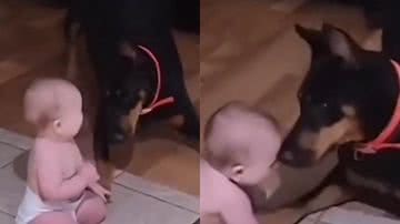 Reprodução/TikTok @dogsdemais