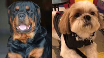 Reprodução/TikTok @lenny_sousa19