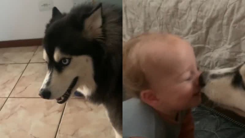 Reprodução// TikTok @duardazampieri