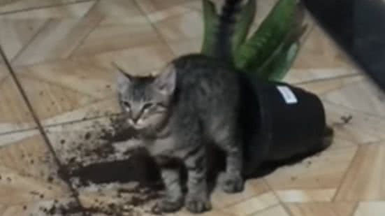 Reprodução / Redes Sociais